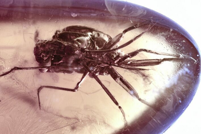 Detailed Fossil Molting Aphid (Aphidoidea) Nymph in Baltic Amber #362664